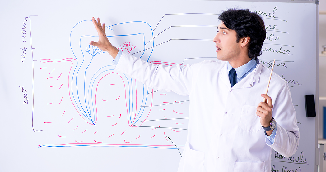 Какие предметы изучают на стоматологическом факультете?