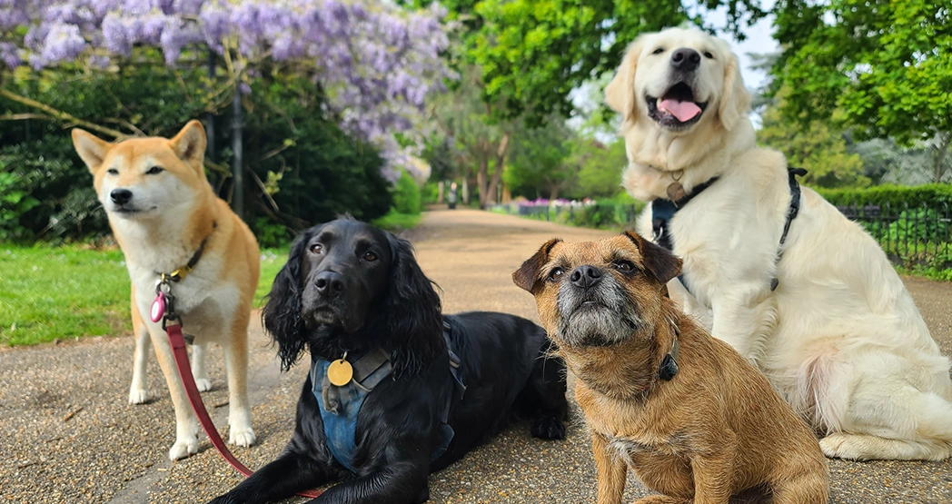 Какие предметы сдавать на кинолога после 11 класса?