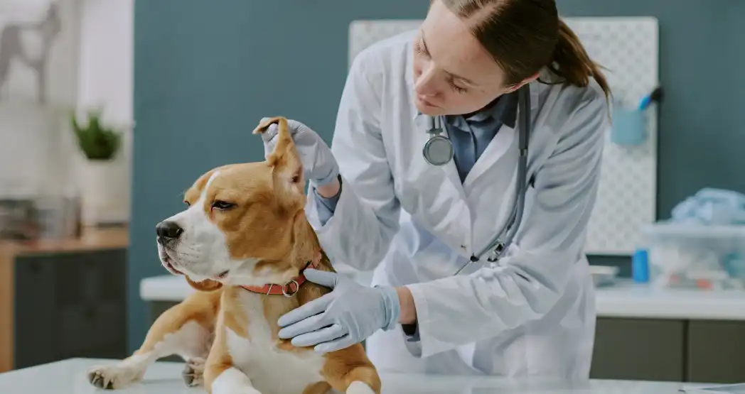 Как стать ветеринаром?