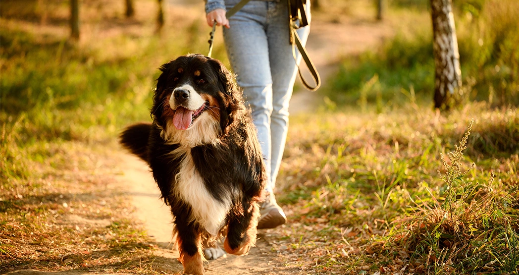 Какие предметы сдавать на кинолога после 9 класса?