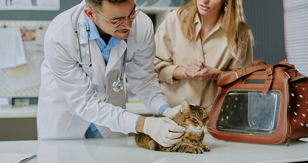 Профессии связанные с животными